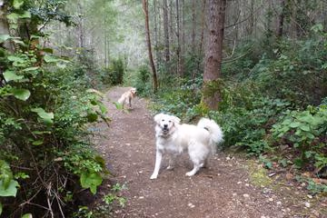 Rotary Bark Park